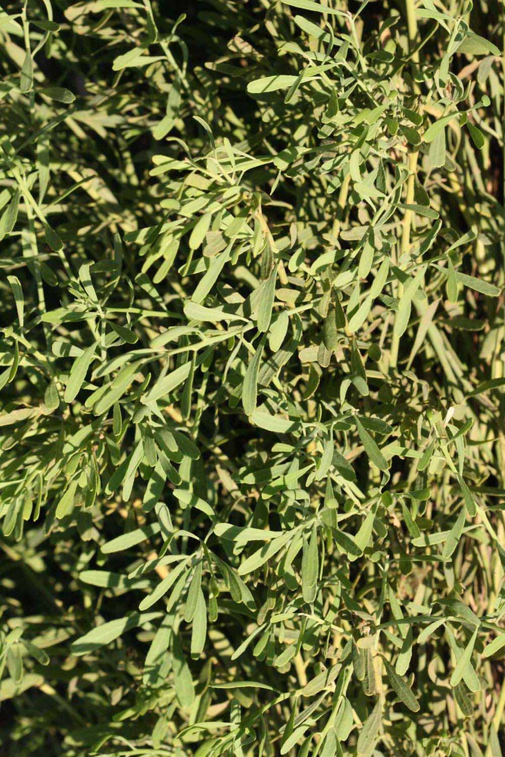              Sun leaves (Riverside, CA)       